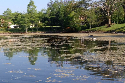 pond boss® PRO Block Bacteria ia a blend of live bacteria and enzymes specifically designed to improve water quality by reducing high levels of decaying nutrients. Particles from grass clippings, dead or decaying plants, excess food or other organic material from the bottom of the pond commonly called the “sludge” layer.