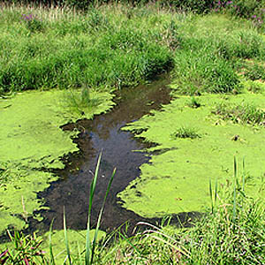 Florida Lake & Pond Algae Control
